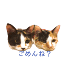 AKAHORI_CATS（個別スタンプ：6）