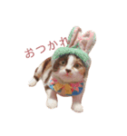 AKAHORI_CATS（個別スタンプ：7）