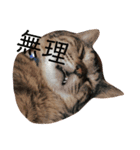 AKAHORI_CATS（個別スタンプ：9）