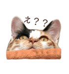 AKAHORI_CATS（個別スタンプ：10）