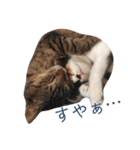 AKAHORI_CATS（個別スタンプ：12）