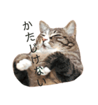 AKAHORI_CATS（個別スタンプ：14）