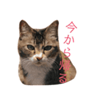 AKAHORI_CATS（個別スタンプ：15）
