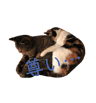 AKAHORI_CATS（個別スタンプ：16）