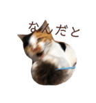 AKAHORI_CATS（個別スタンプ：17）