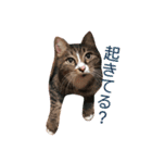 AKAHORI_CATS（個別スタンプ：18）