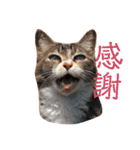 AKAHORI_CATS（個別スタンプ：19）