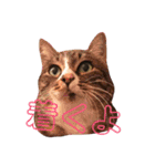 AKAHORI_CATS（個別スタンプ：20）