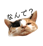 AKAHORI_CATS（個別スタンプ：22）