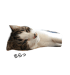 実写・猫スタンプ（個別スタンプ：1）