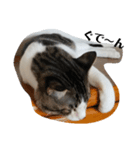 実写・猫スタンプ（個別スタンプ：4）