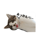 実写・猫スタンプ（個別スタンプ：6）