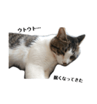 実写・猫スタンプ（個別スタンプ：7）