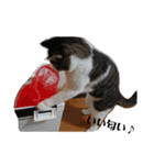 実写・猫スタンプ（個別スタンプ：8）