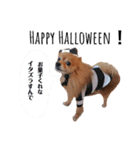 ポメラニアン『もっとチクと一緒。』（個別スタンプ：4）