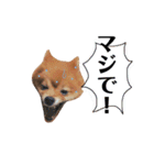 ポメラニアン『もっとチクと一緒。』（個別スタンプ：39）