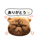 ネコちゃんスタンプ（チャッピー編）（個別スタンプ：12）
