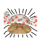 ネコちゃんスタンプ（チャッピー編）（個別スタンプ：16）