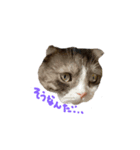 道産子ねこ（個別スタンプ：1）
