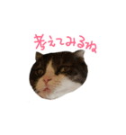 道産子ねこ（個別スタンプ：2）