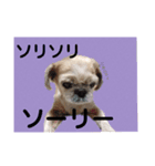 ちっぷちゃんです（個別スタンプ：1）