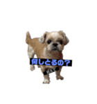 ちっぷちゃんです（個別スタンプ：7）