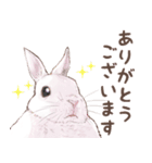 リアカワうさぎ（個別スタンプ：11）