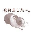 リアカワうさぎ（個別スタンプ：16）