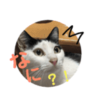 白黒3きょうだいにゃんこのスタンプ（個別スタンプ：1）