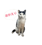 白黒3きょうだいにゃんこのスタンプ（個別スタンプ：2）