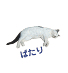 白黒3きょうだいにゃんこのスタンプ（個別スタンプ：4）
