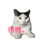 白黒3きょうだいにゃんこのスタンプ（個別スタンプ：8）