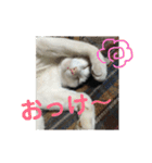 白黒3きょうだいにゃんこのスタンプ（個別スタンプ：9）