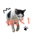 白黒3きょうだいにゃんこのスタンプ（個別スタンプ：10）