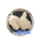 白黒3きょうだいにゃんこのスタンプ（個別スタンプ：11）