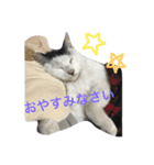白黒3きょうだいにゃんこのスタンプ（個別スタンプ：12）
