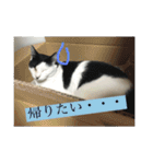 白黒3きょうだいにゃんこのスタンプ（個別スタンプ：17）