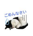 白黒3きょうだいにゃんこのスタンプ（個別スタンプ：18）