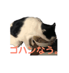 白黒3きょうだいにゃんこのスタンプ（個別スタンプ：23）