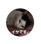 白黒3きょうだいにゃんこのスタンプ（個別スタンプ：24）