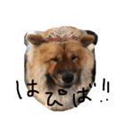 Lilo the Chow 2019（個別スタンプ：16）