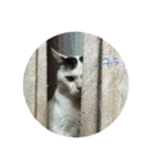 猫のぶーこさん（個別スタンプ：1）