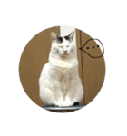 猫のぶーこさん（個別スタンプ：2）