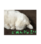 猫のぶーこさん（個別スタンプ：4）