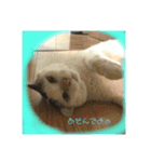 猫のぶーこさん（個別スタンプ：5）
