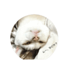 猫のぶーこさん（個別スタンプ：6）