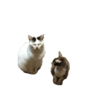 猫のぶーこさん（個別スタンプ：7）