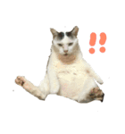 猫のぶーこさん（個別スタンプ：8）