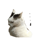 猫のぶーこさん（個別スタンプ：11）