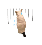 猫のぶーこさん（個別スタンプ：12）